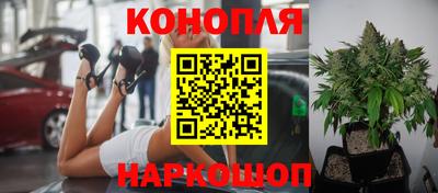 сатива Моздок